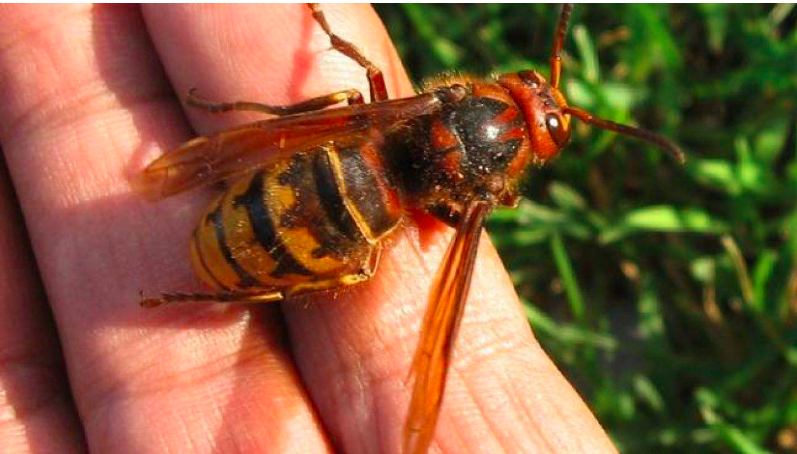 “Mi ha punto qualcosa, ora mi passa”: 75enne muore per shock anafilattico