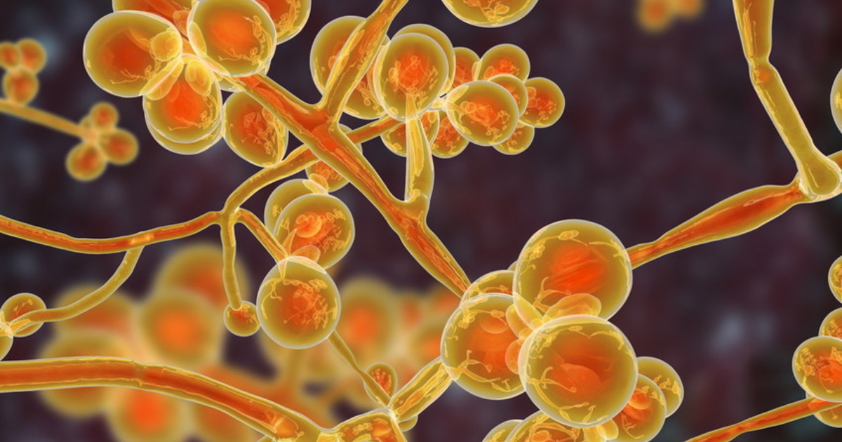 Il fungo killer fa paura, l’Italia tra i paesi più colpiti: ecco cos’è