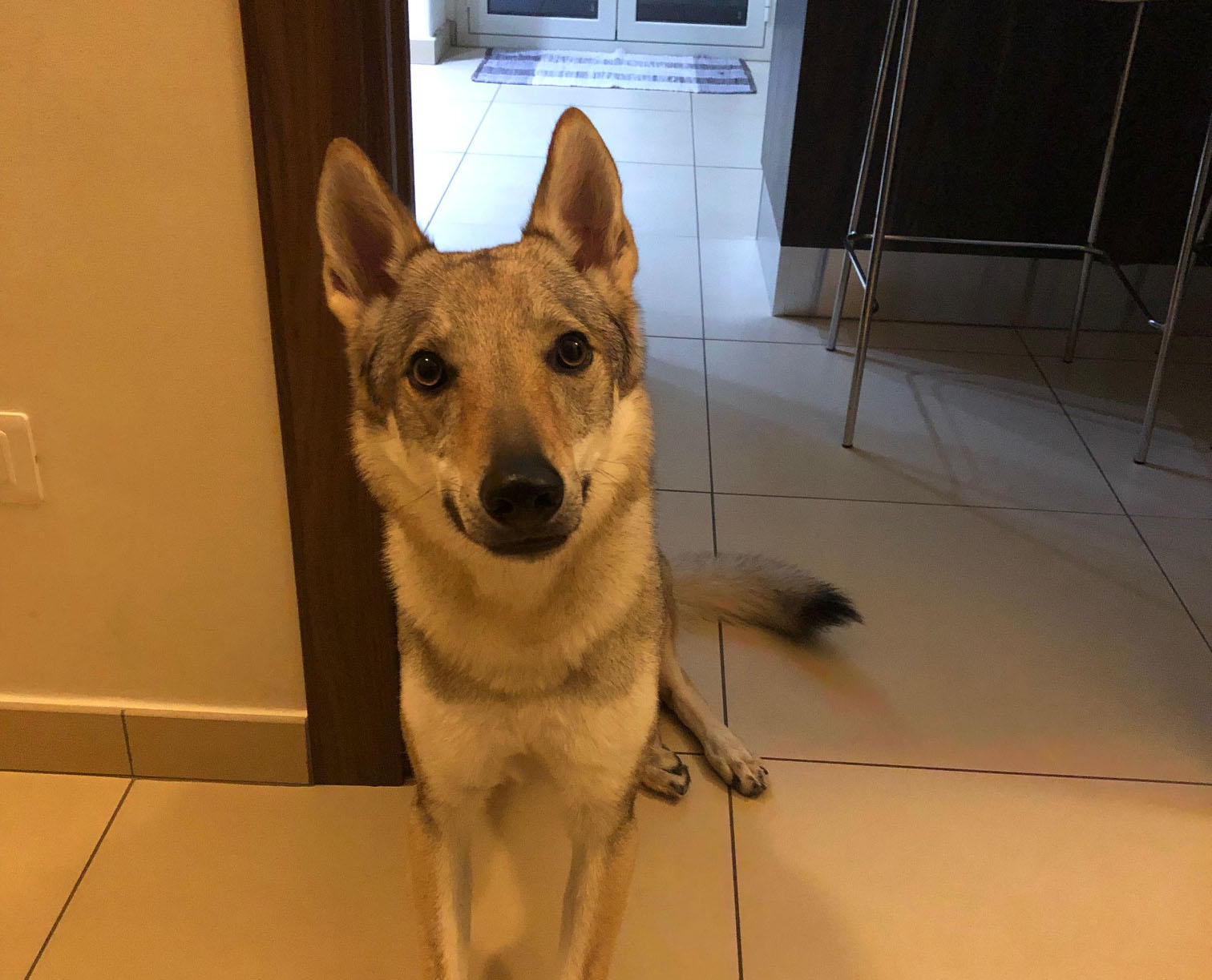 Bagheria, inaugurato l’Ufficio microchippatura per cani e gatti