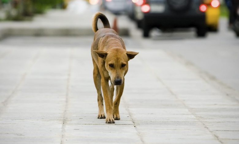 Orrore nel Catanese, cane randagio ucciso a colpi di fucile: scoperto il colpevole
