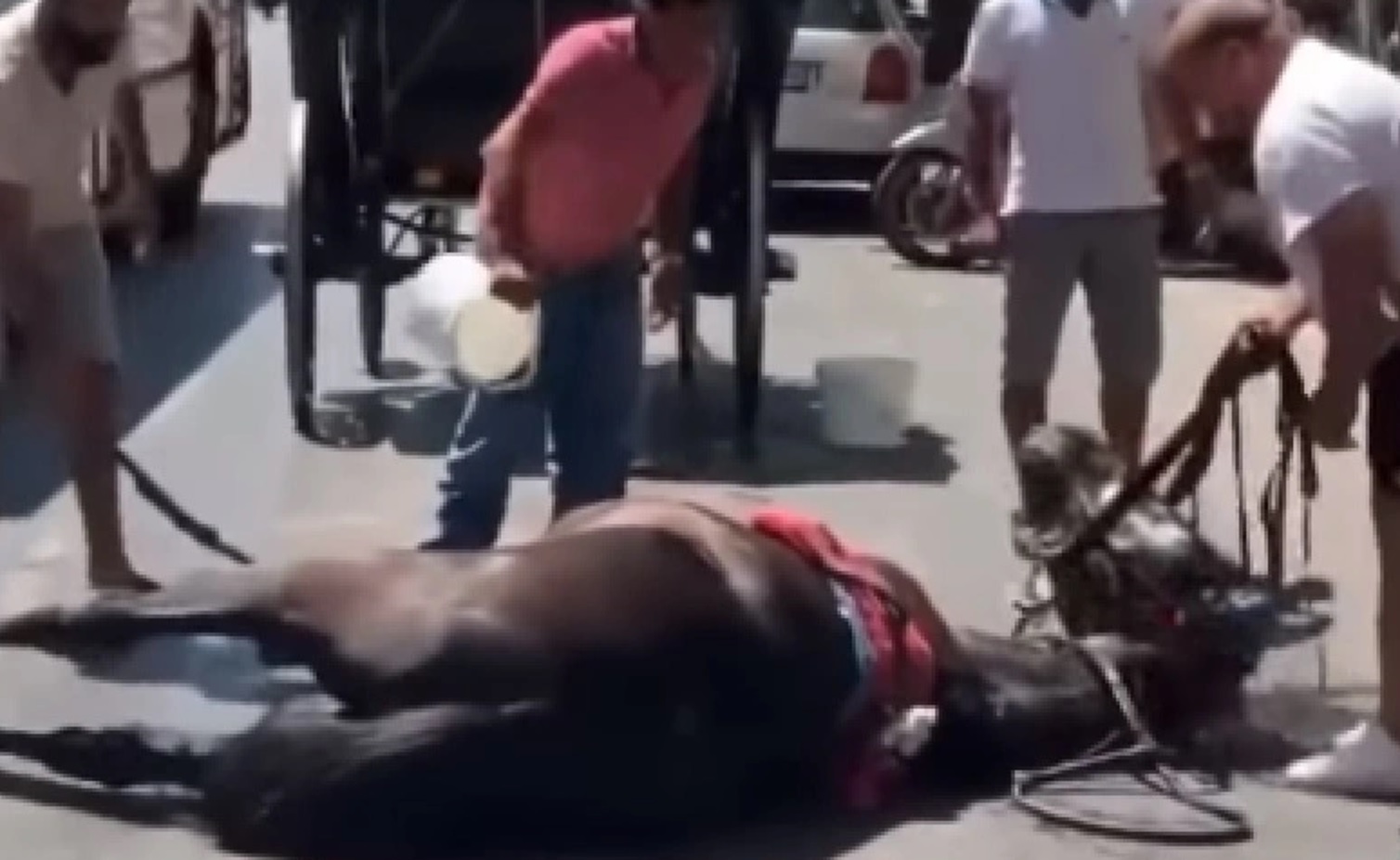 Stop alle carrozze trainate dai cavalli, al loro posto motori elettrici