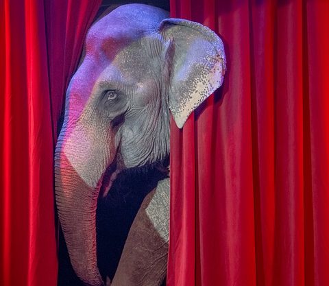 Animali nei circhi: approvata legge per graduale stop