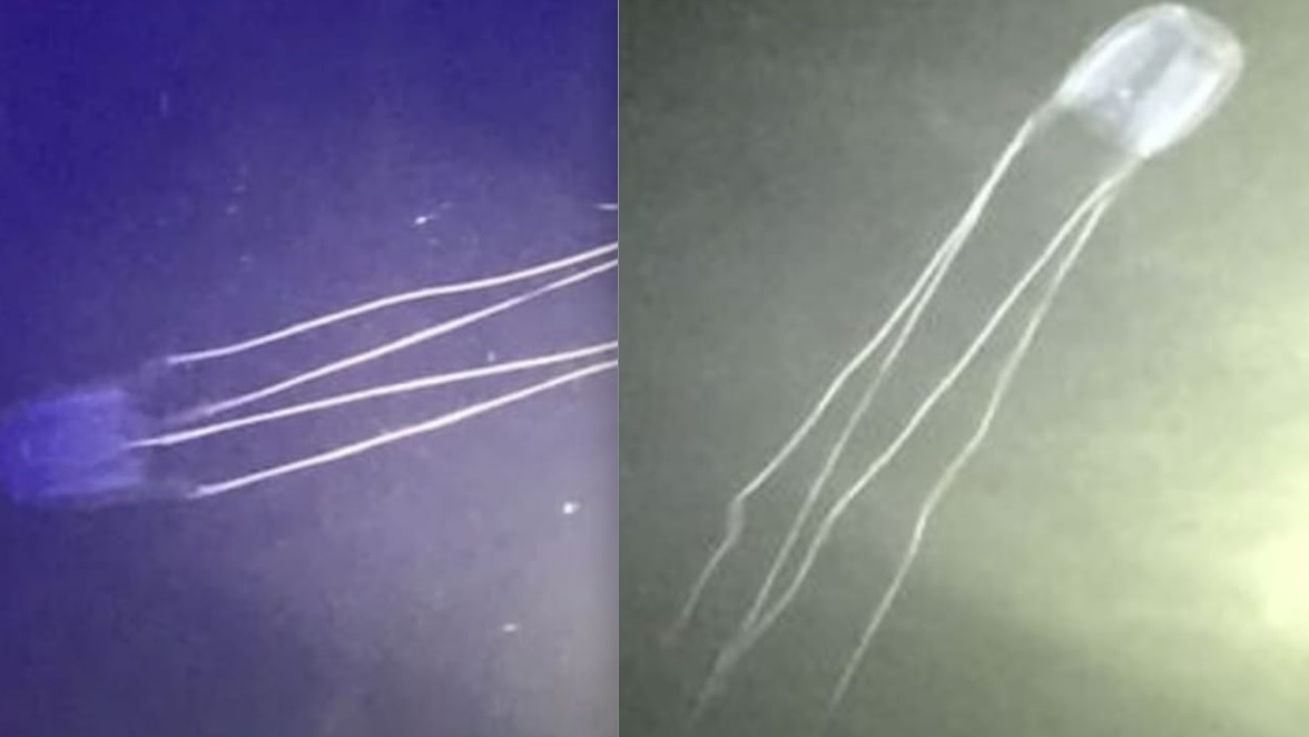 Cubo medusa in Sicilia? Possibili avvistamenti nel mare di Siracusa – Foto