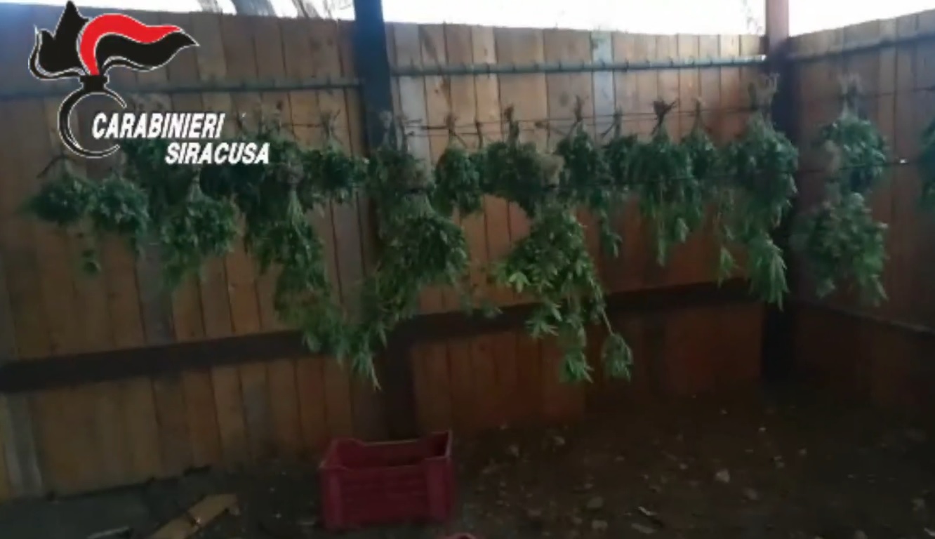 Priolo Gargallo, oltre 700 piantine di marijuana coltivate in un ovile: arrestato 58enne