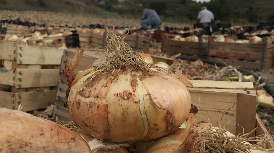 Ragusa, a Giarratana dal 12 al 14 agosto torna la “Sagra della Cipolla”