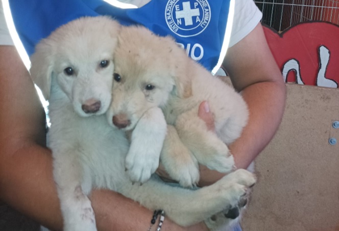 Salva due cuccioli dalle torture di un anziano, menzione speciale a 12enne di Acireale