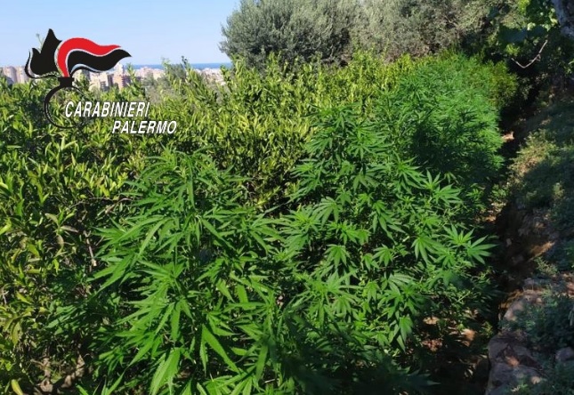Piantagione di cannabis nel terreno di proprietà, arrestato 24enne a Villagrazia