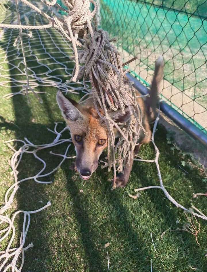 Ragusa, salvata volpe impigliata in rete di un campo da calcetto
