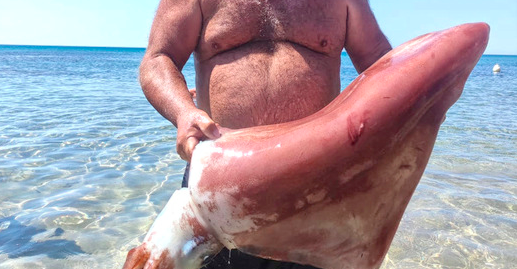Calamaro gigante pescato a Triscina, l’incredibile foto