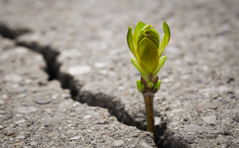 Consumo di suolo, “divorati” altri 500 ettari. Sicilia senza verde, cresce soltanto il cemento
