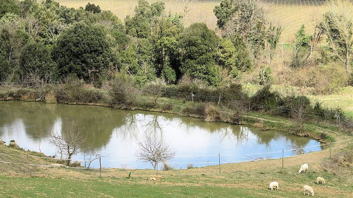 Laghetti aziendali, la strategia dell’Isola contro la siccità