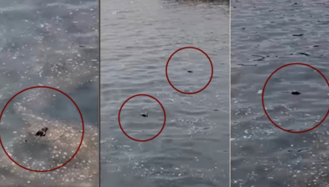 Topi che galleggiano in mare tra i bagnanti, l’incredibile video choc