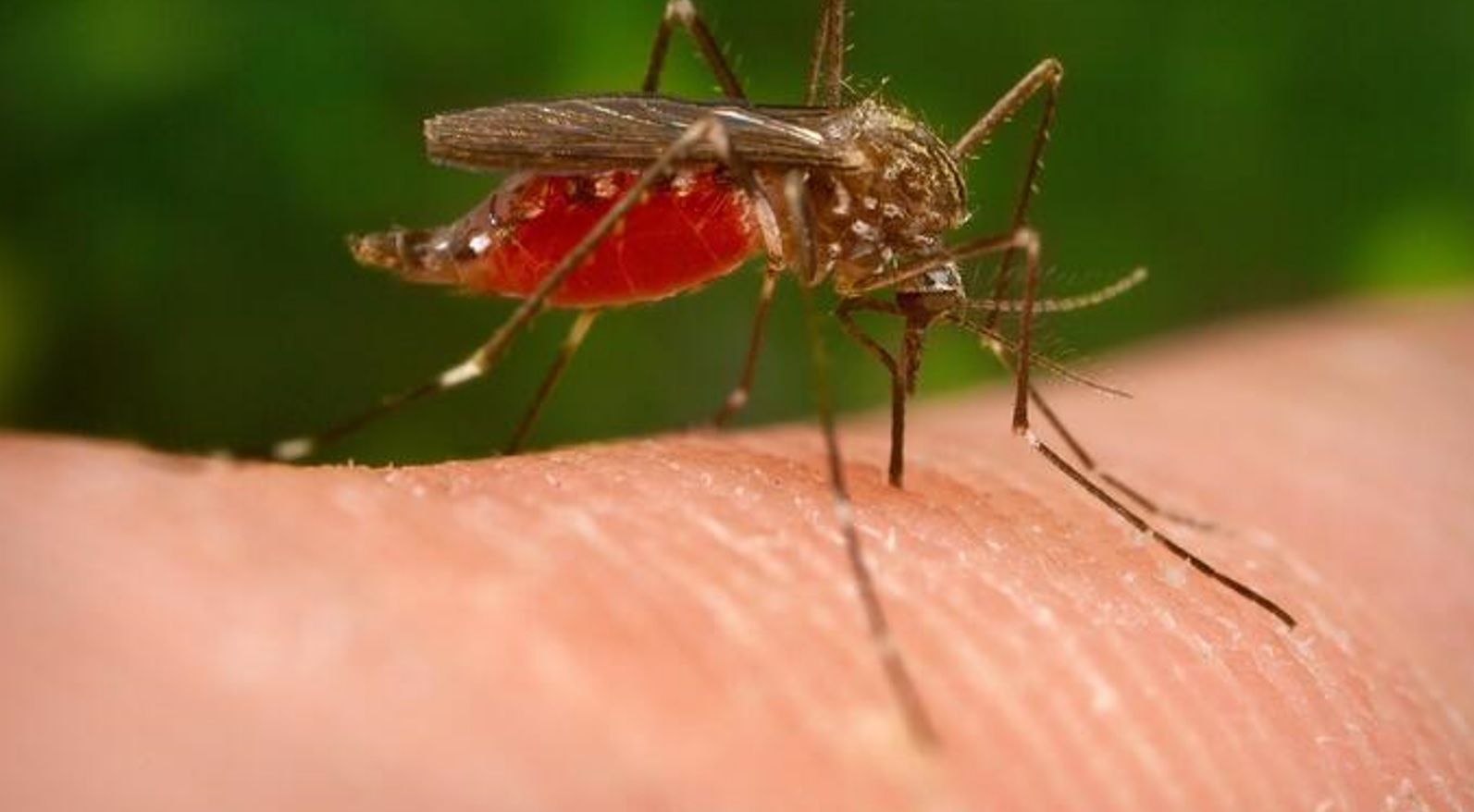 West Nile, raddoppiano contagi in Italia: sintomi, cure, come difendersi