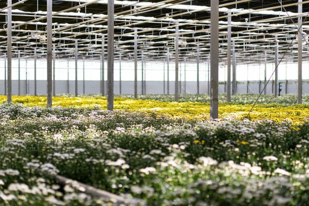 Crisi economica e climatica: allarme Confagricultura su florovivaismo