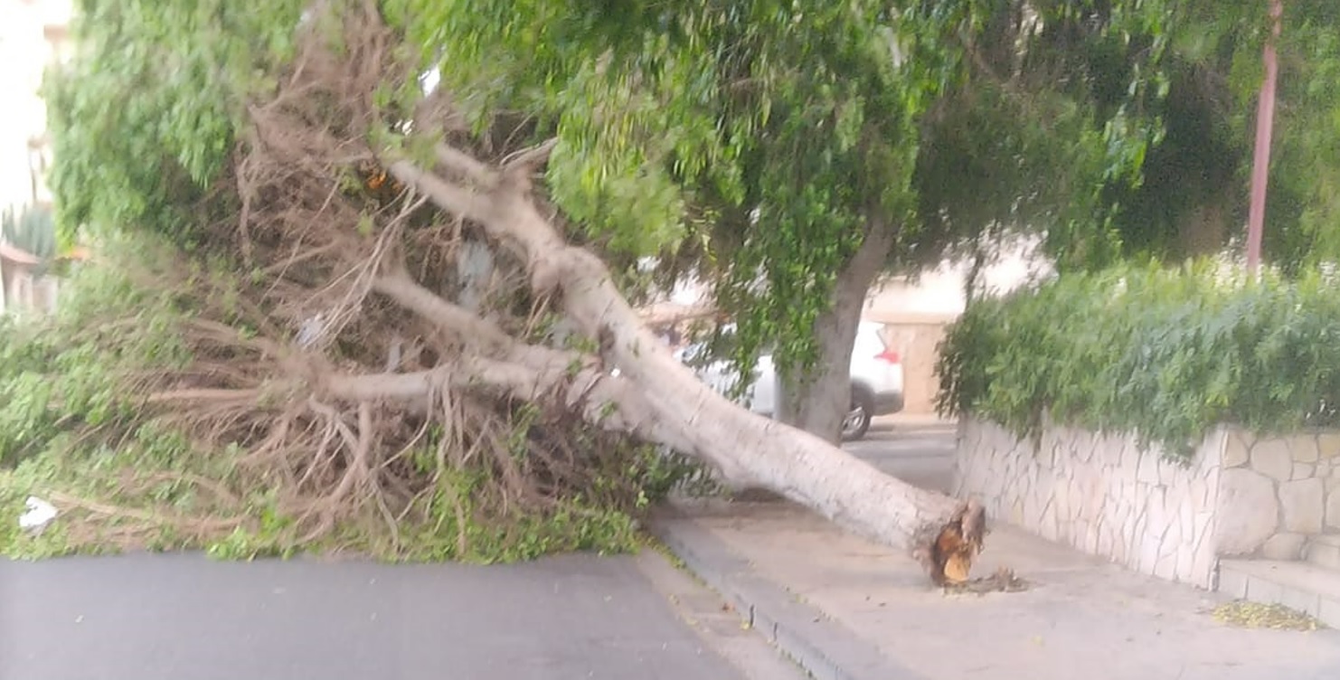 Vento forte in Sicilia, tragedia sfiorata a Lentini: albero abbattuto precipita sulla strada