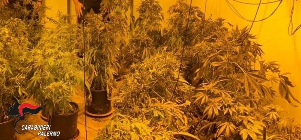 Palermo, oltre 400 piante di cannabis nelle campagne di Santa Cristina Gela: due arresti