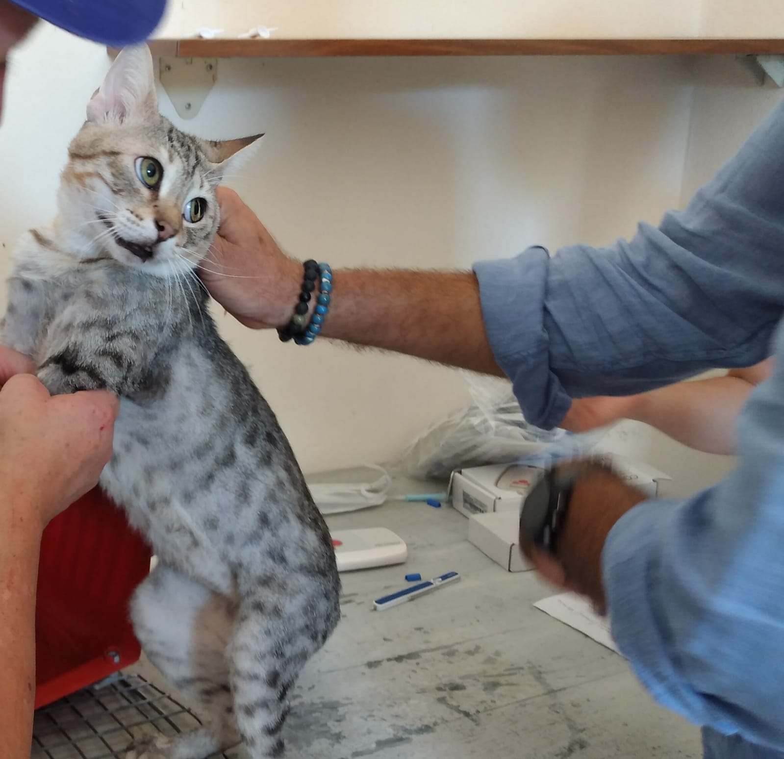 L’Enpa salva 50 gatti detenuti da una famiglia in un garage di Scicli