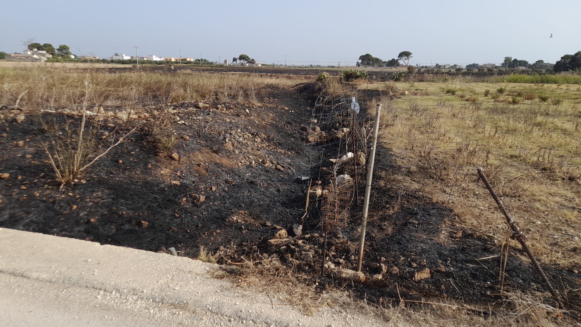 La Riserva delle Saline “preda” dei piromani: la denuncia del WWF – FOTO