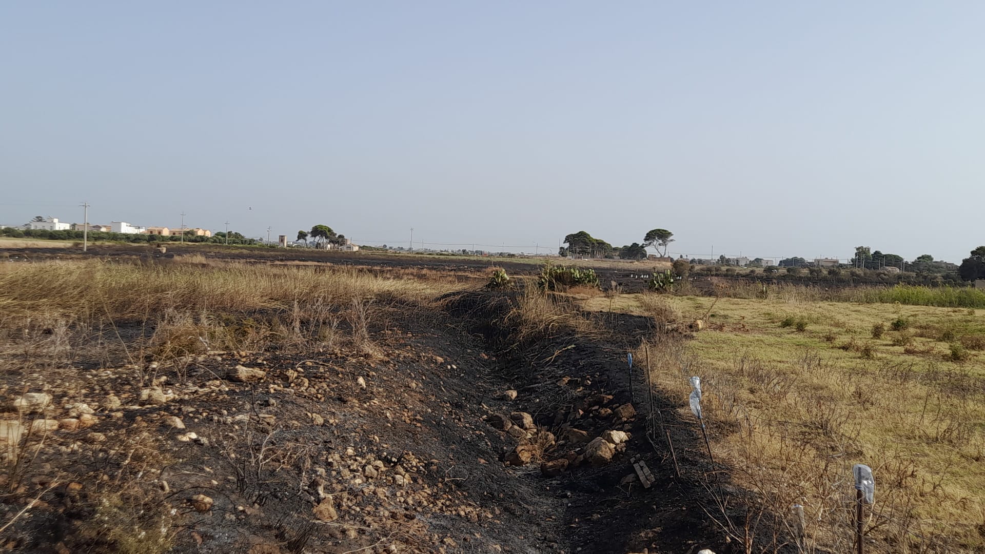 La Riserva delle Saline “preda” dei piromani: la denuncia del WWF – FOTO