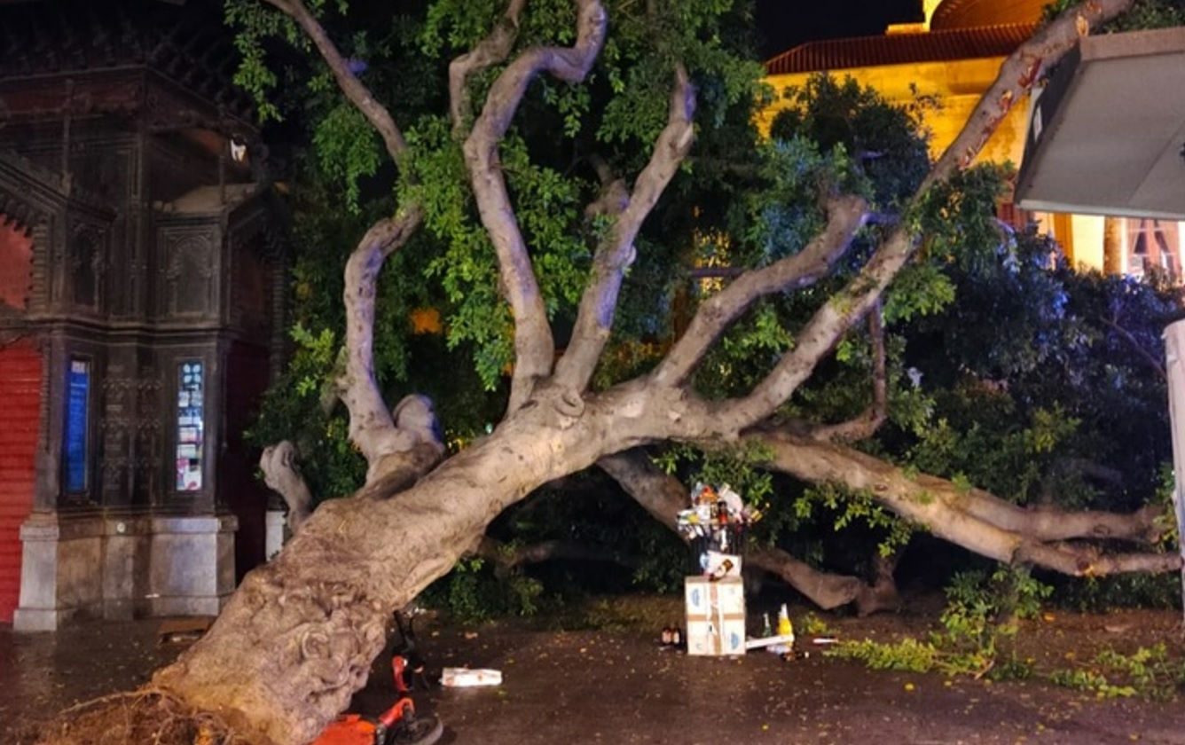 Palermo, un albero crolla nella notte davanti al Teatro Massimo