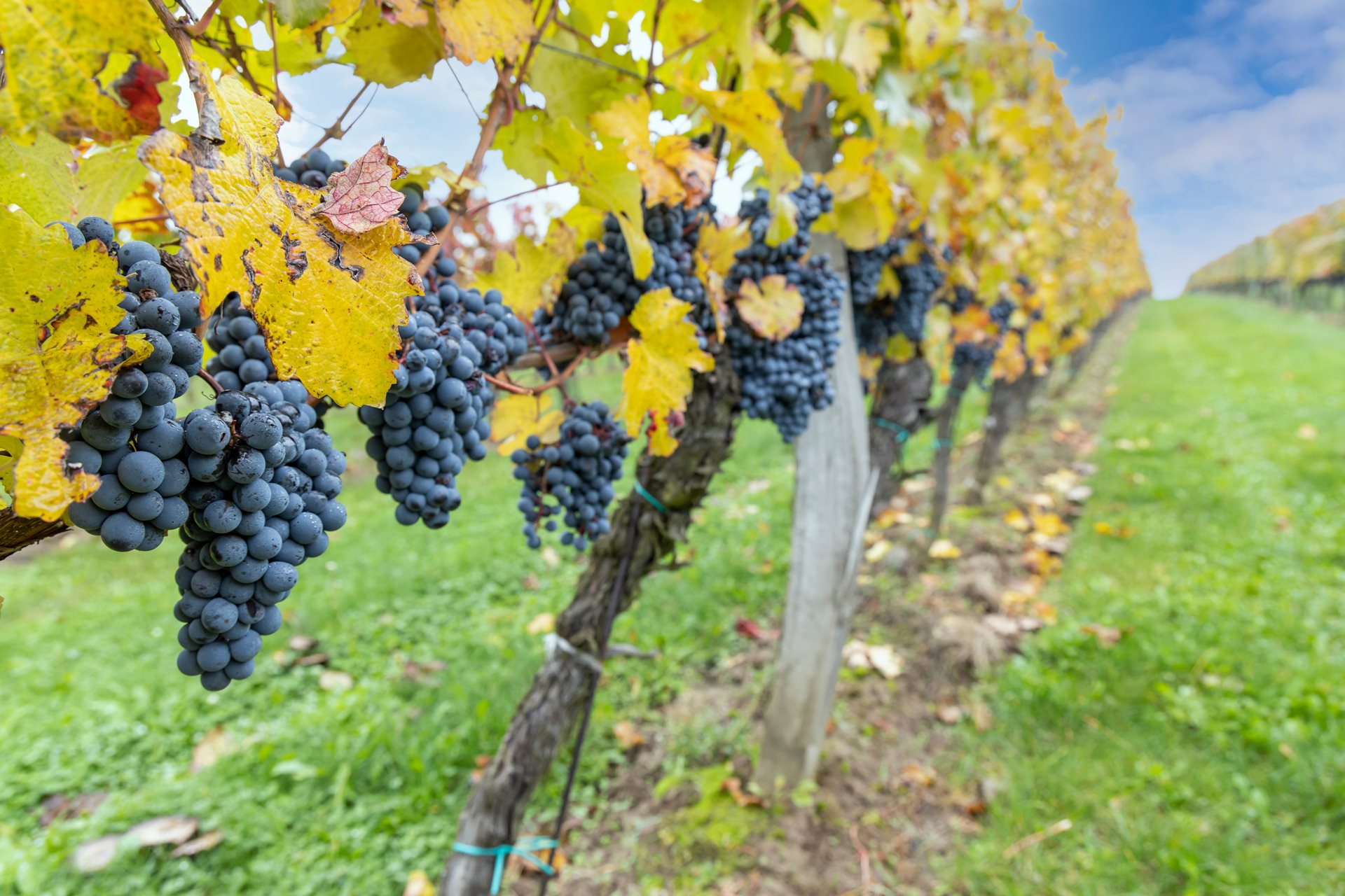 La Sicilia del vino punta sull’enoturisimo: marketing e prodotto le parole vincenti