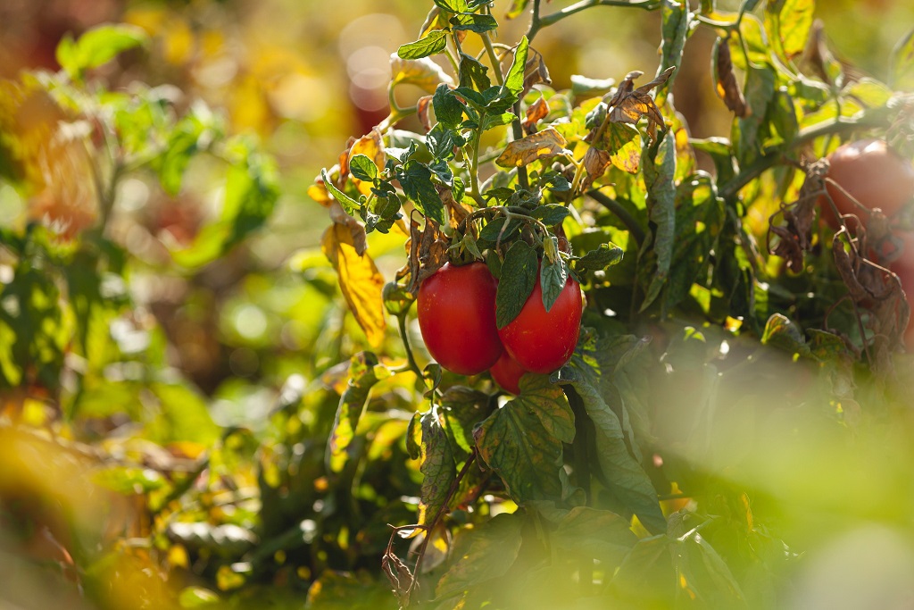 Comparto agricolo in ginocchio appello dei sindaci del territorio agrigentino