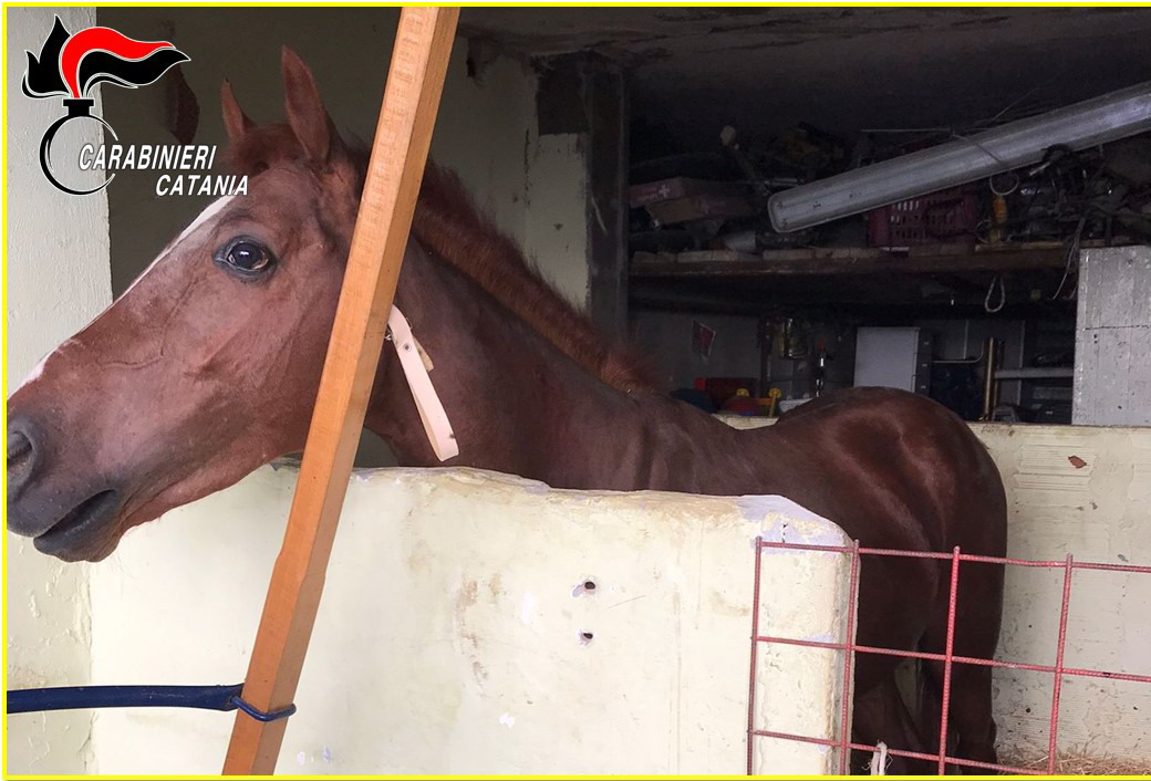 Catania, scoperta una stalla abusiva con un cavallo senza microchip: sanzioni