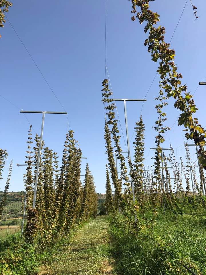 Caro energetico e settore agricolo, Cia: “Si spengono migliaia di aziende”