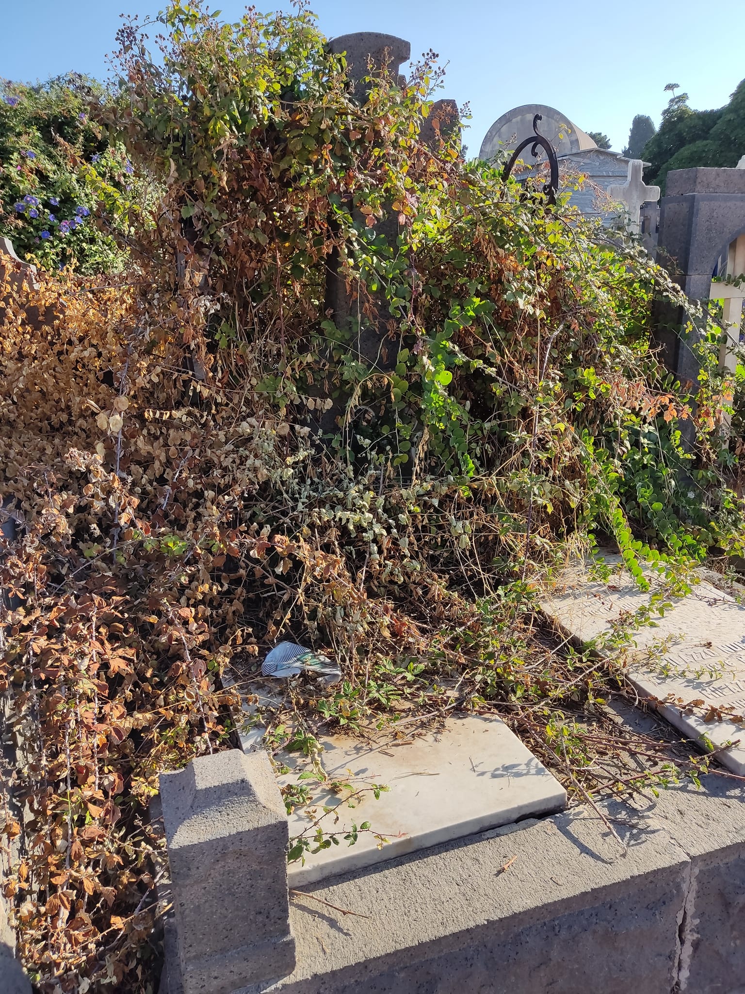 Catania, la denuncia del M5S sul cimitero: “Come la città, siamo in mano a nessuno” FOTO