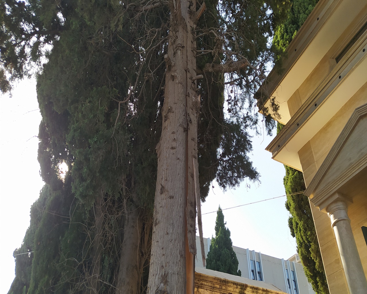 Commemorazione dei defunti, Cimitero di Catania nel degrado nonostante la pulizia – FOTO