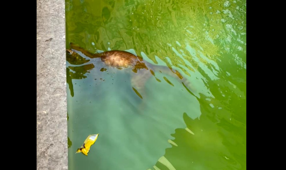 Orrore a Palermo, gatto morto trovato in una vasca in pieno centro