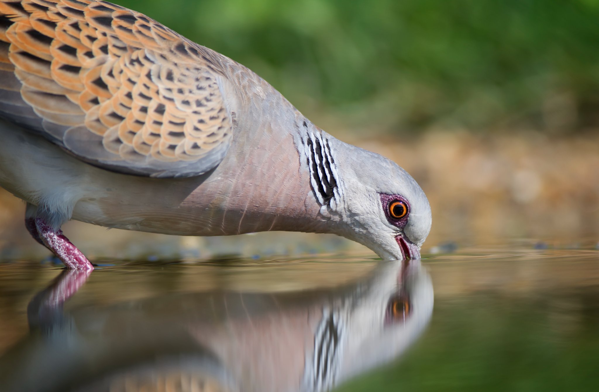 Il Tar sospende la caccia della tortora selvatica in Sicilia, esultano gli animalisti