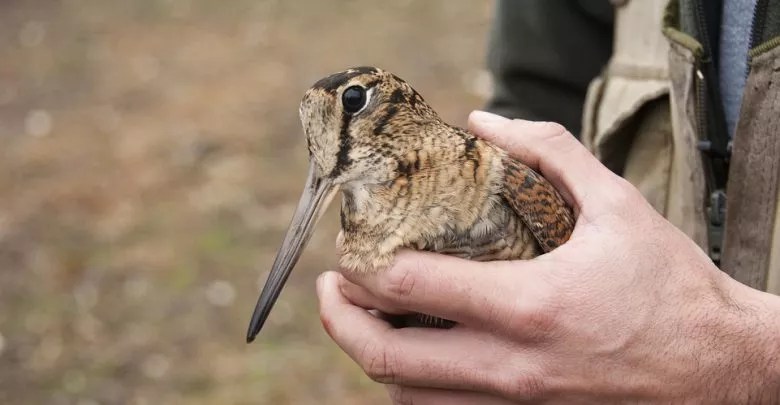 Fauna, progetto monitoraggio Beccaccia in Sicilia: ecco come partecipare al corso di formazione