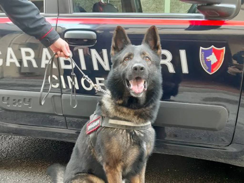 Palermo, 3 kg e mezzo di hashish e 6500 euro sotto il materasso: cane dei carabinieri fa arrestare coppia