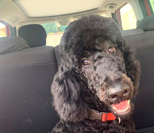 Il dolore di Marica Pellegrinelli: “Cane ucciso con un boccone avvelenato” Il dolore di Marica Pellegrinelli: “Cane ucciso con un boccone avvelenato”