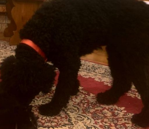 Il dolore di Marica Pellegrinelli: “Cane ucciso con un boccone avvelenato” Il dolore di Marica Pellegrinelli: “Cane ucciso con un boccone avvelenato”