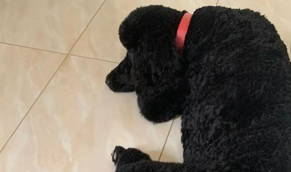 Il dolore di Marica Pellegrinelli: “Cane ucciso con un boccone avvelenato” Il dolore di Marica Pellegrinelli: “Cane ucciso con un boccone avvelenato”