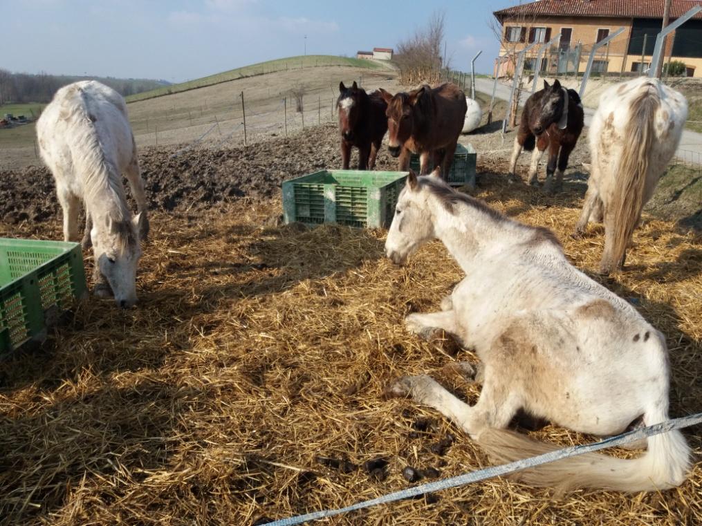 Ragusa, appello Lav: asini e cavalli sopravvisuti a un incendio ora rischiano macellazione