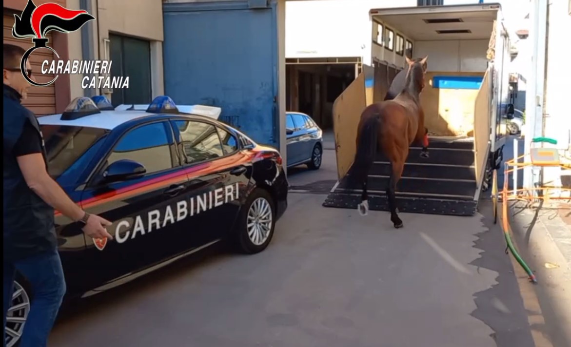 Fermata corsa di cavalli clandestina, c’erano in palio 200mila euro – Video