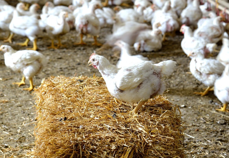 Agricoltura, aumenti energia (+80%) e mangimi (+27%) impattano su filiera avicola