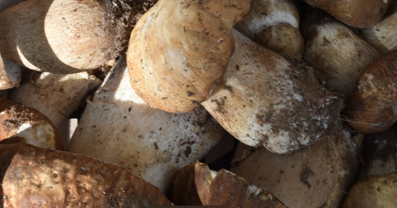 Stagione funghi in Sicilia 2022: dove raccoglierli, comprarli e mangiarli