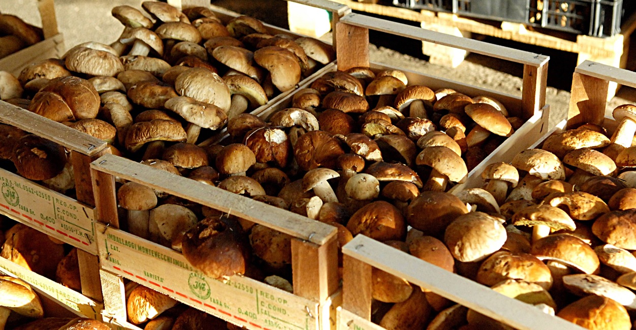 Stagione funghi in Sicilia 2022: dove raccoglierli, comprarli e mangiarli