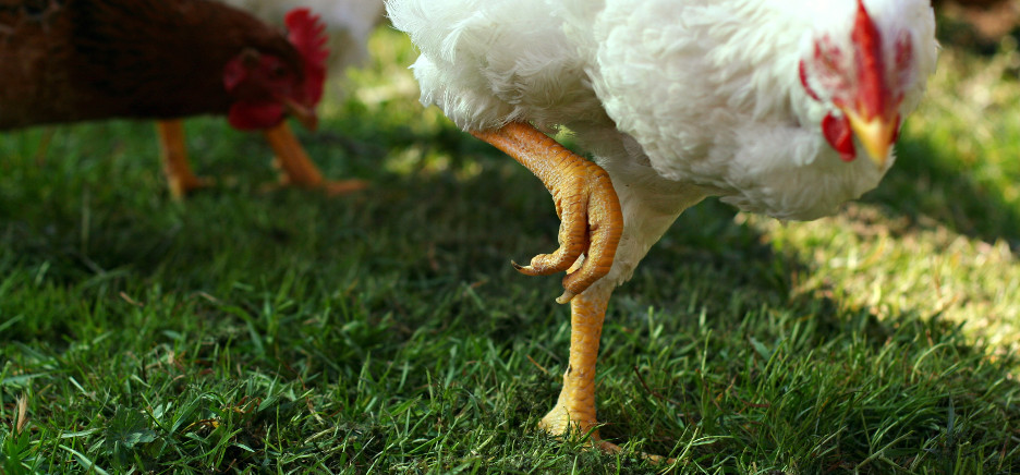 Nuova intimidazione nell’Agrigentino: vigile del fuoco trova 6 galline morte nel suo terreno