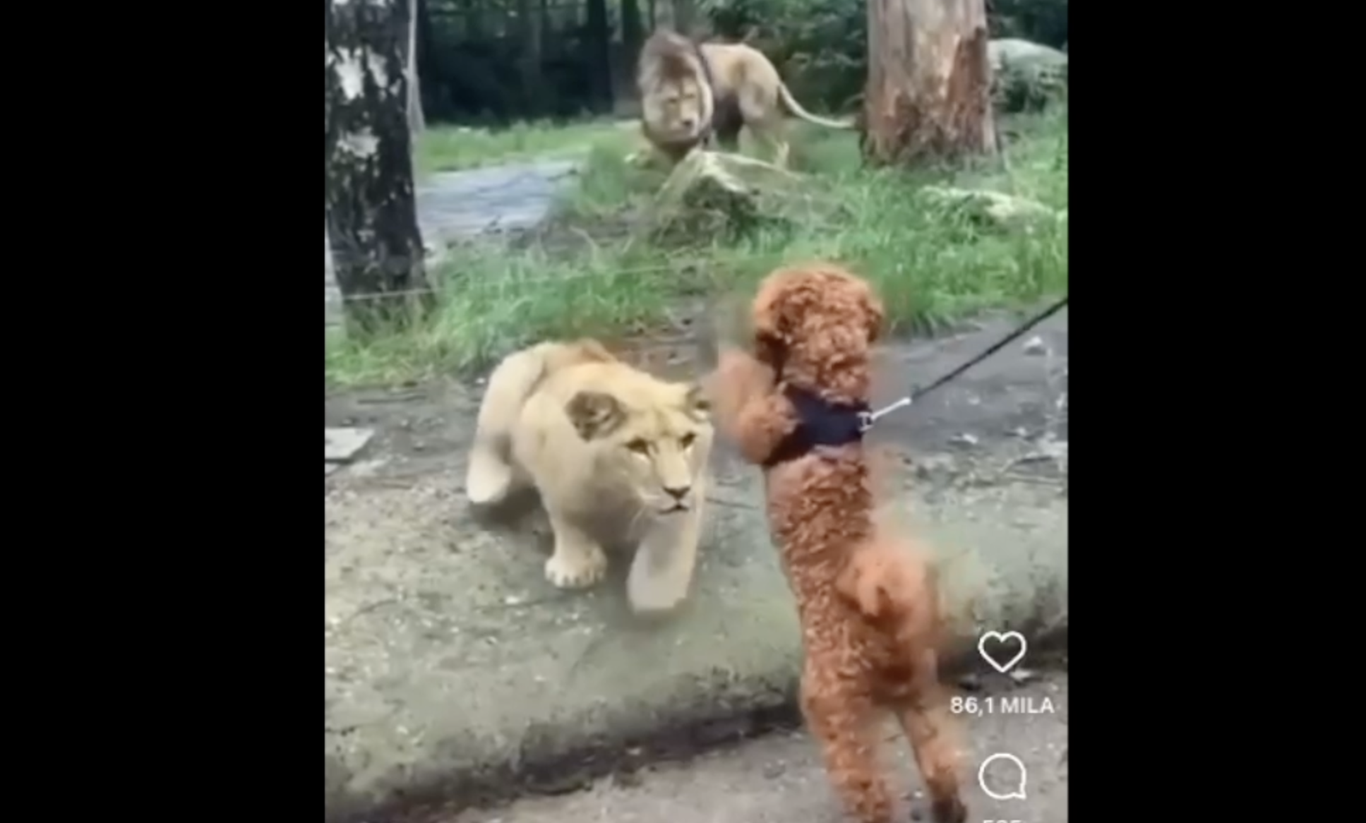 Leonessa contro cane, il video della sfida impossibile