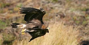 Lipu, a ottobre 43 appuntamenti di birdwatching e biowatching