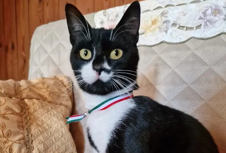 Una gatta è il primo “sindaco degli animali”: si chiama Miao