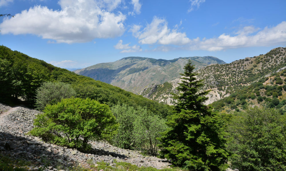 Ambiente, Mediobanca dona 1.000 alberi al Parco delle Madonie devastato da incendi 2021