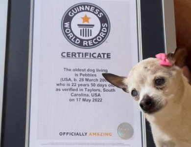 Stati Uniti, morto il cane più vecchio del mondo: aveva 22 anni