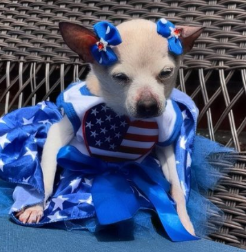 Stati Uniti, morto il cane più vecchio del mondo: aveva 22 anni