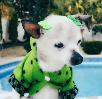 Stati Uniti, morto il cane più vecchio del mondo: aveva 22 anni